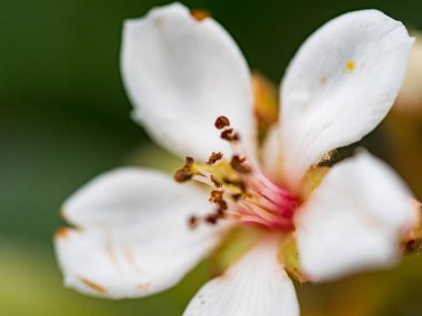 beyaz çiçekler makroda çiçek açar. 