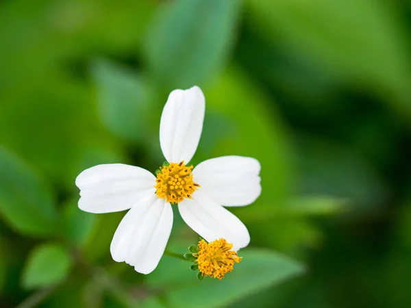 Białe Kwiaty Dzień Wiosną — Zdjęcie stockowe