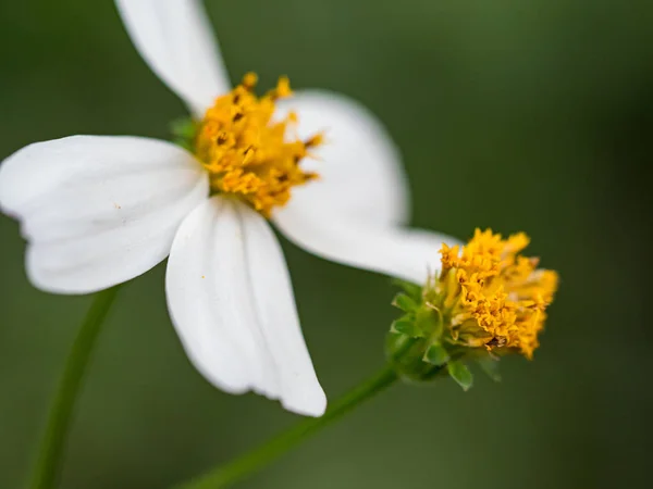 春天里的白花 — 图库照片