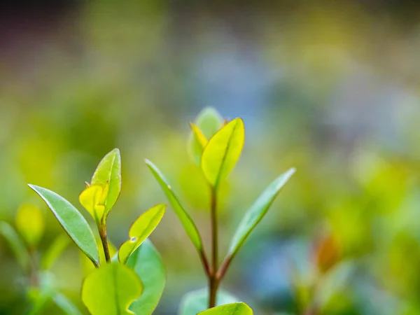 Primo Piano Vista Natura Foglia Verde Sfondo Verde Sfocato — Foto Stock