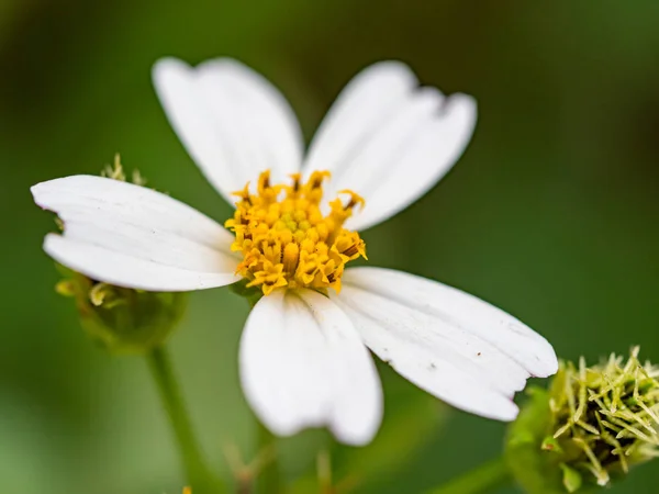 Białe Kwiaty Kwitną Makro — Zdjęcie stockowe