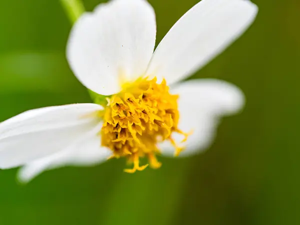 White Flowers Blossom Macro — Stock Photo, Image
