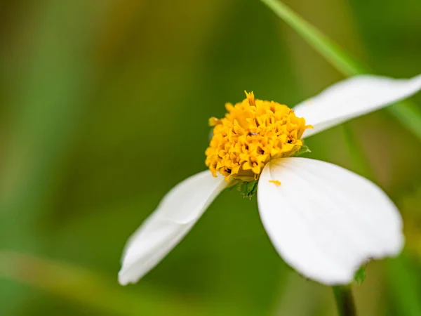 Białe Kwiaty Kwitną Makro — Zdjęcie stockowe