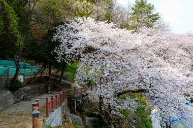 Cherry blossoms in Korea