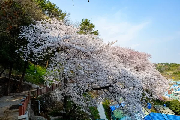 Fleurs Cerisier Corée — Photo