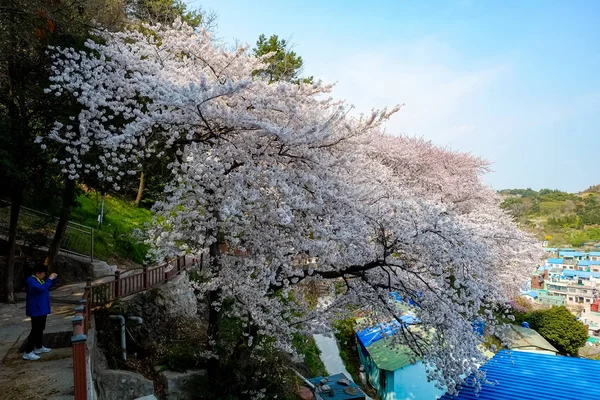 Třešňové Květy Koreji — Stock fotografie