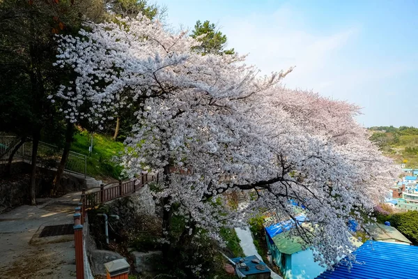 Kwiaty Wiśni Korei — Zdjęcie stockowe
