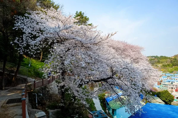 Cherry Blossoms Korea — 图库照片