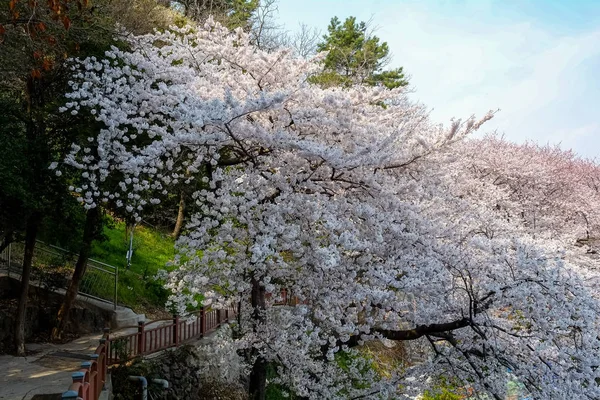 Cherry Blossoms Korea — Stockfoto