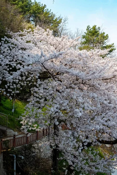 Cherry Blossoms Korea — Stok fotoğraf