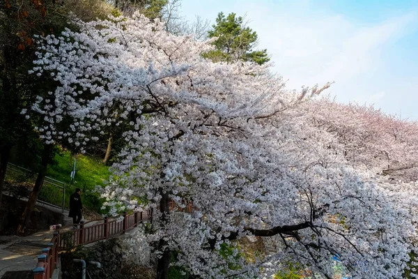 Cherry blossoms in Korea