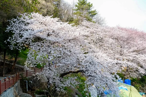 Flores Cerezo Corea —  Fotos de Stock