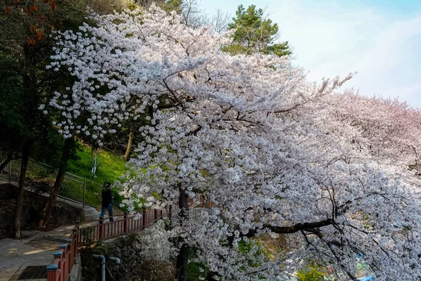 Цвіт Сакури Кореї — стокове фото