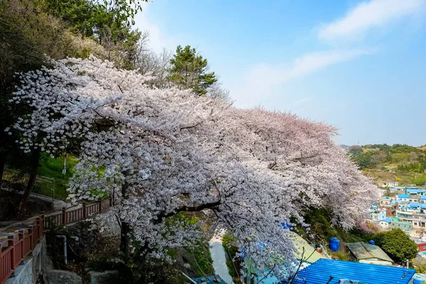 Cherry blossoms in Korea