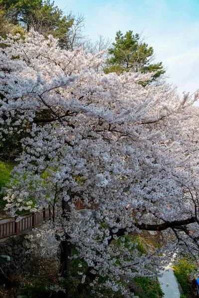 Cherry Blossoms Korea — 스톡 사진