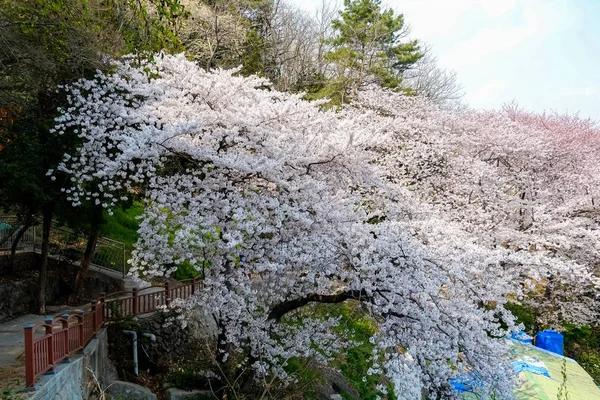 Cherry Blossoms Korea — Stok fotoğraf