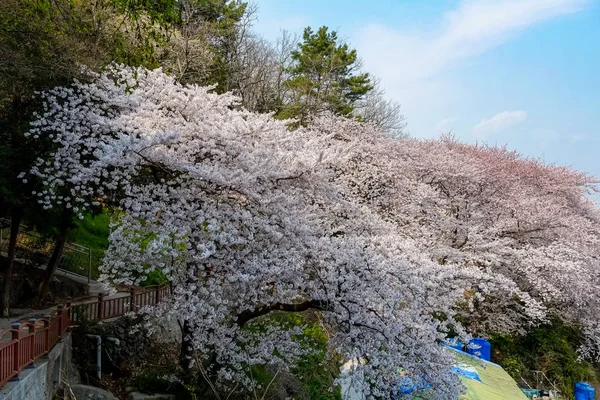 Cherry Blossoms Korea — Stockfoto