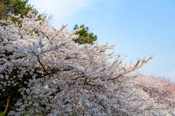 Cherry Blossoms Korea — 스톡 사진