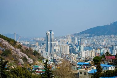 Cherry blossoms in Korea