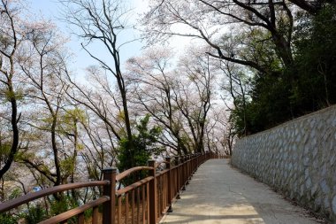 Cherry blossoms in Korea