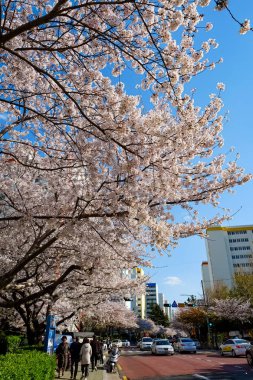 Cherry blossoms in Busan, Korea