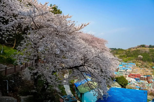 Cseresznyevirágok Koreában — Stock Fotó