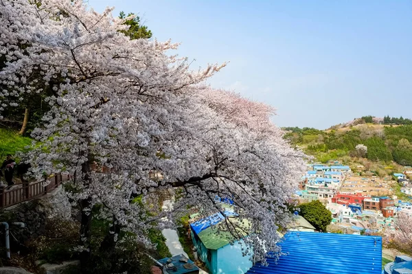Άνθη Κερασιάς Στην Κορέα — Φωτογραφία Αρχείου