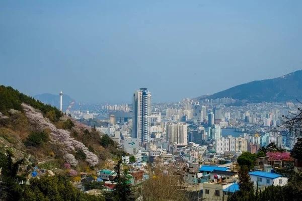 Kersenbloesems Korea — Stockfoto