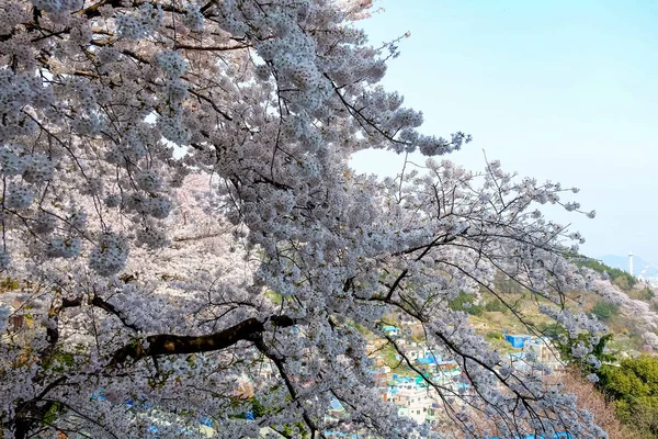 Kirschblüten Korea — Stockfoto