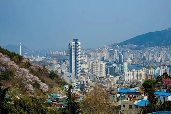 Kersenbloesems Korea — Stockfoto