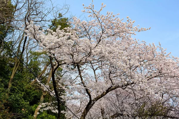 Cherry blossoms in Korea