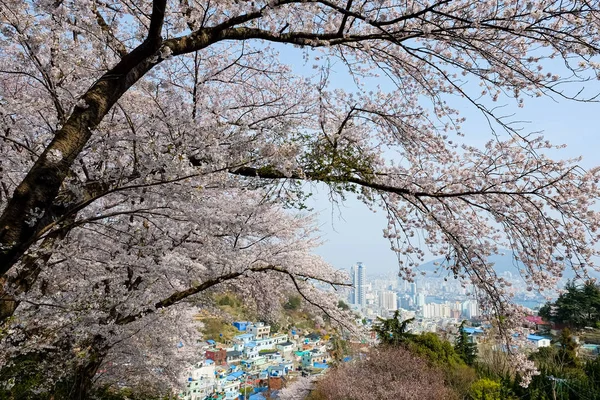 Cherry blossoms in Korea