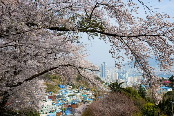 Cherry blossoms in Korea