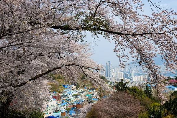 Cherry blossoms in Korea