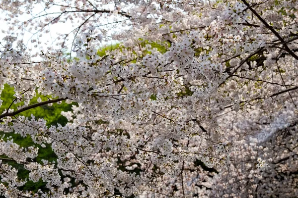 Flores Cerezo Corea —  Fotos de Stock