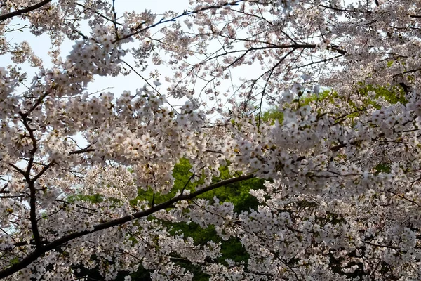 Cherry Blossoms Korea — Stockfoto