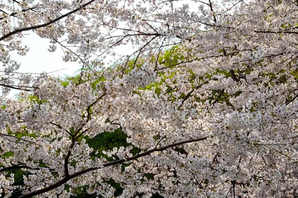 Fleurs Cerisier Corée — Photo