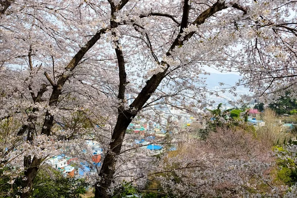 Cherry Blossoms Korea — Stockfoto