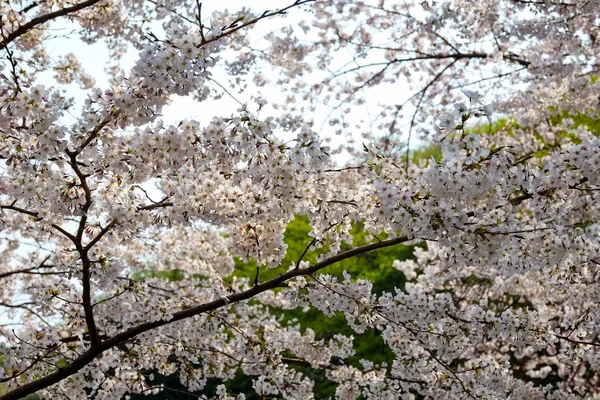 Цветение Сакуры Корее — стоковое фото