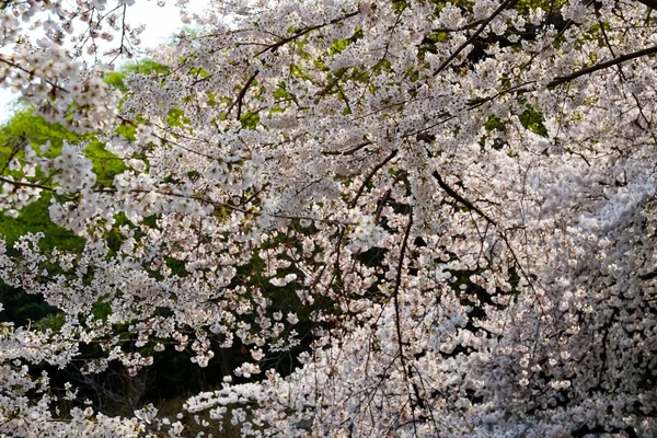 Flores Cerezo Corea — Foto de Stock