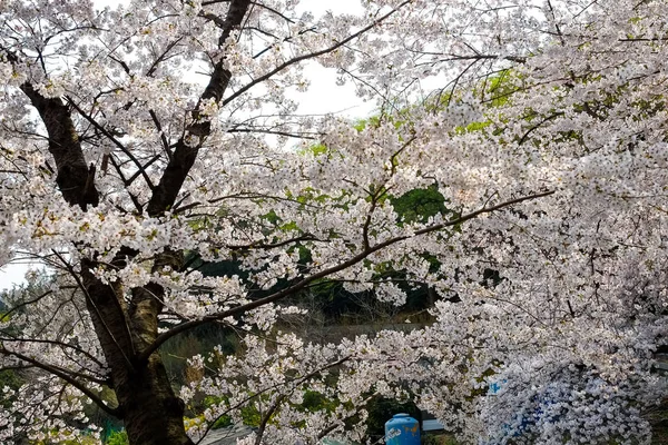 Цветение Сакуры Корее — стоковое фото