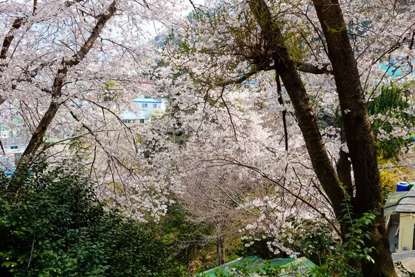 Cherry blossoms in Korea