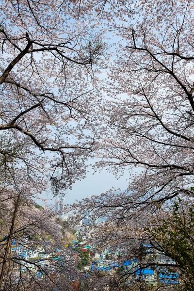 Cherry blossoms in Korea