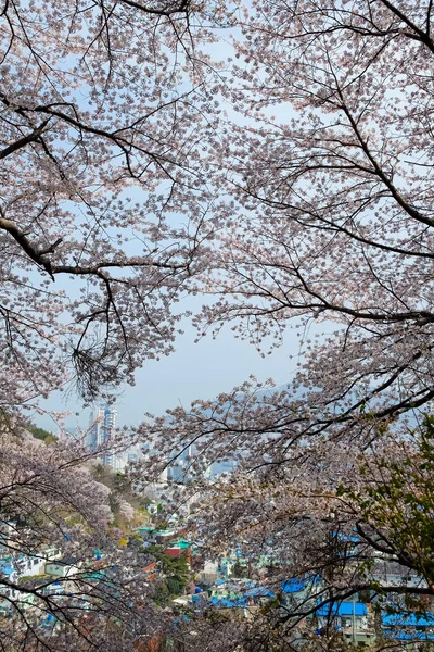 Cherry blossoms in Korea