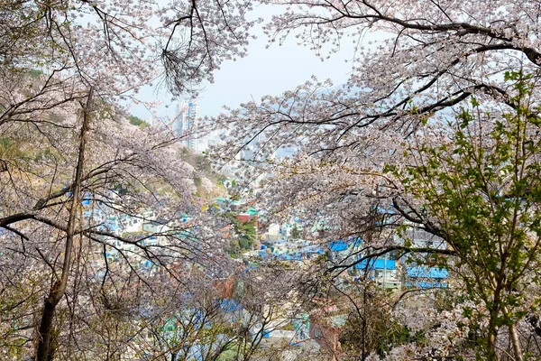 Cherry blossoms in Korea