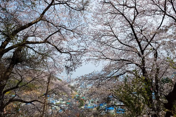 Fleurs Cerisier Corée — Photo