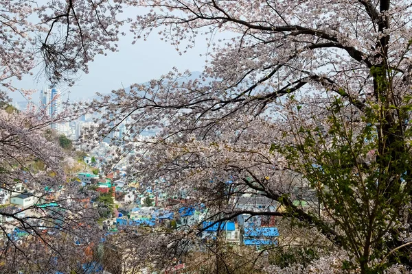 Cherry Blossoms Korea — Stock Photo, Image