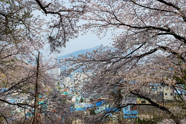 Cherry blossoms in Korea