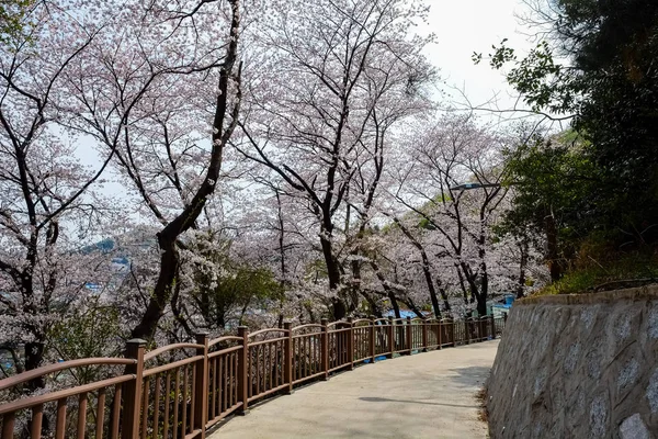 Cseresznyevirágok Koreában — Stock Fotó