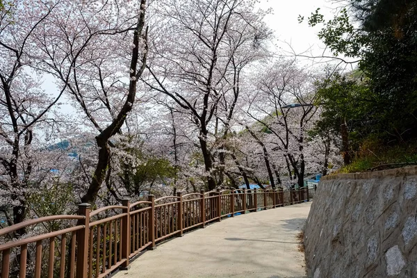 Άνθη Κερασιάς Στην Κορέα — Φωτογραφία Αρχείου